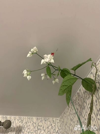 Цветок Клеродендрум