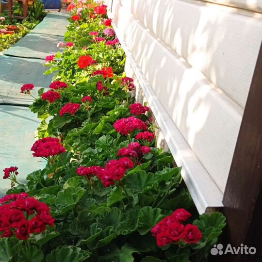 Пеларгония герань