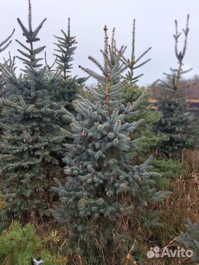 Ель голубая и зеленая