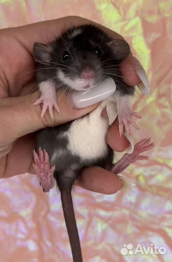 Крысята Дамбо. Крысята. Крыса девочка. Крысы