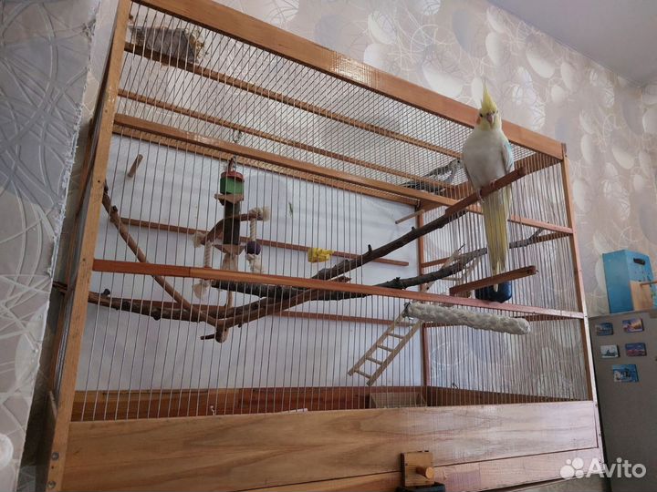 Пара Корелл