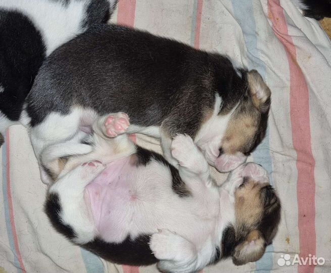 Щенки бигль