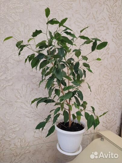 Фикус бенджамина пестролистный