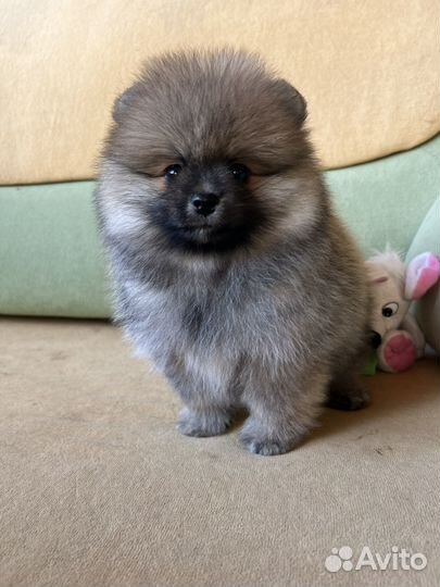 Щенок шпица мальчик