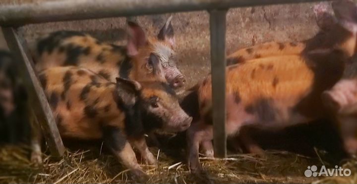 Поросята