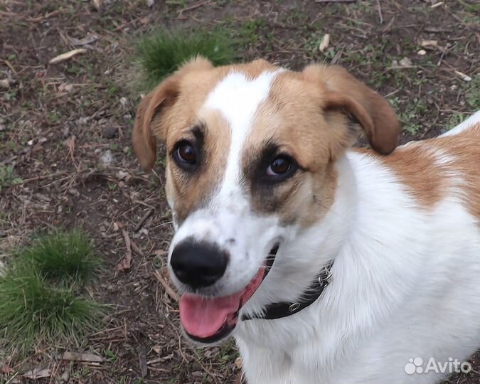 Лучший друг