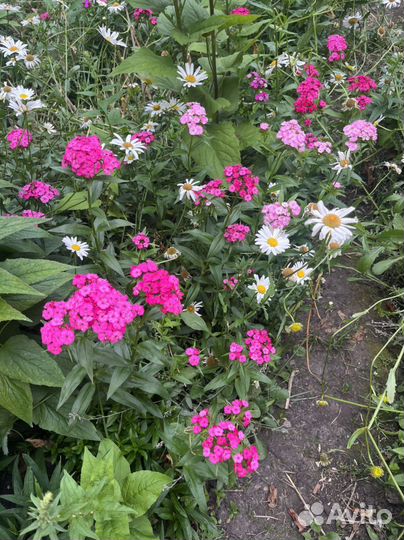 Осенняя астра