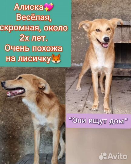 Собака в добрые руки