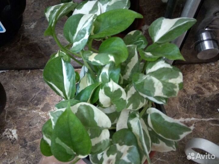 Эпепримнум