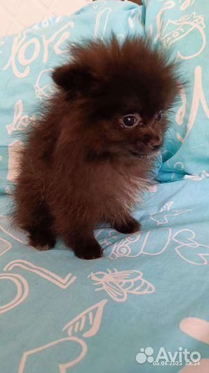 Померанский шпиц