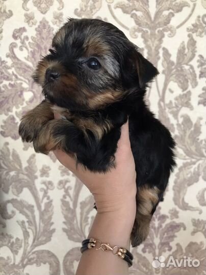 Йоркширский терьер мини девочка