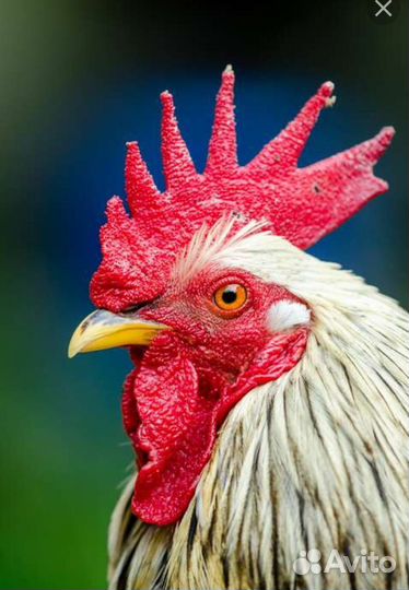 Молодые петухи