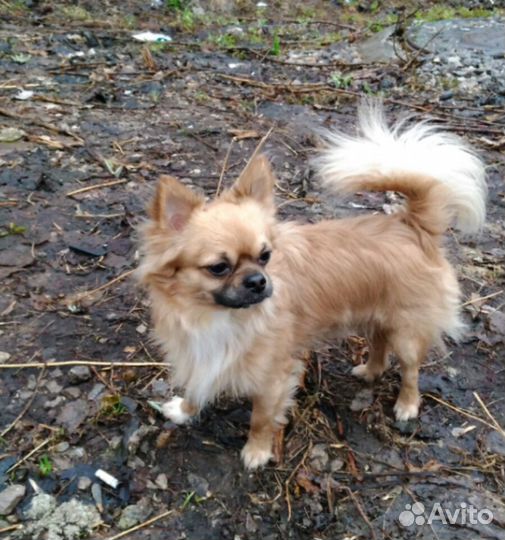 Вязка чихуахуа