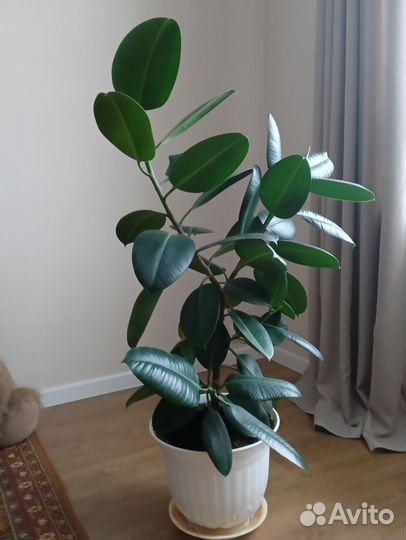 Фикус каучуконосный