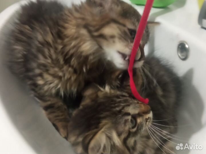 Отдам котят