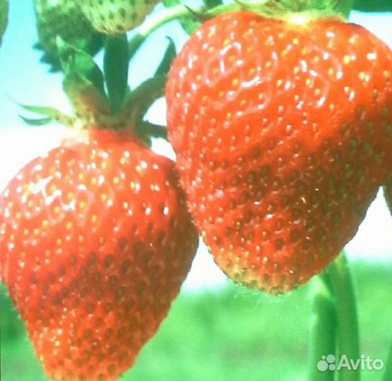 Продаю рассаду Клубники 3 сортов
