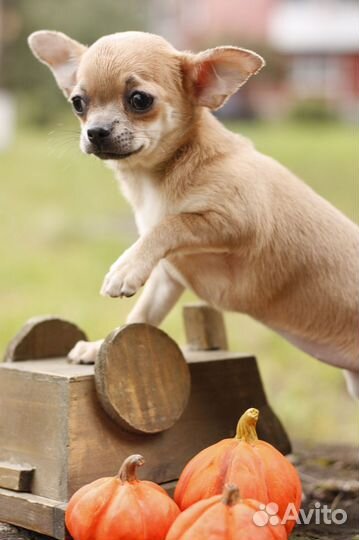 Чихуахуа девочки