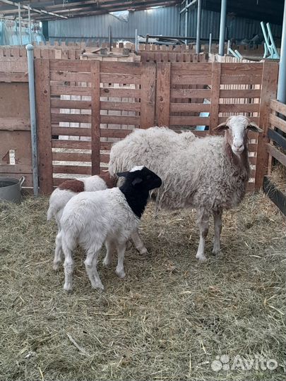 Овцы. Дорпер/романовская