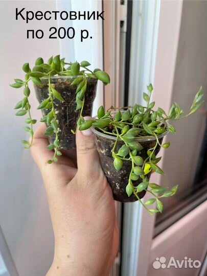 Хойя, крестовник