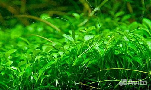 Глоссостигма Повойничковая Аквариумное Растение