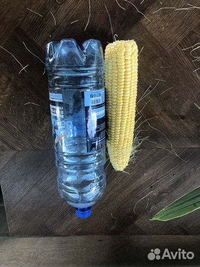 Кукуруза бондюэль сорт Ноа