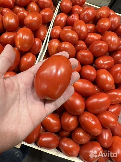 Помидор сливка