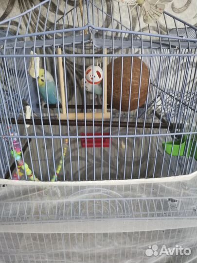 Волнистые попугаи с клеткой