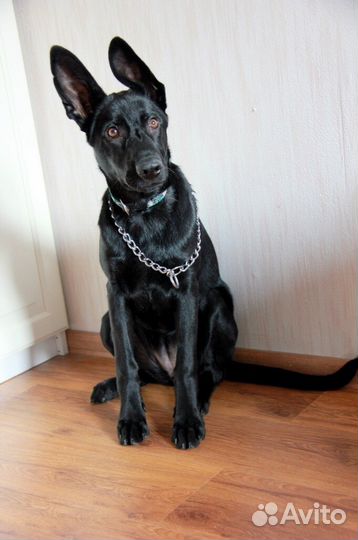 Дрессировка Зоотакси Передержка Зоопсихолог