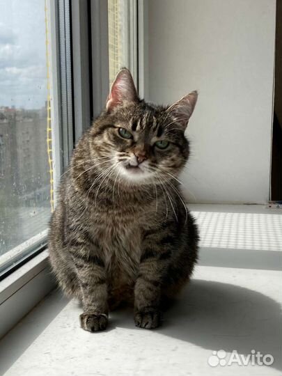 Ласковая кошка в добрые руки