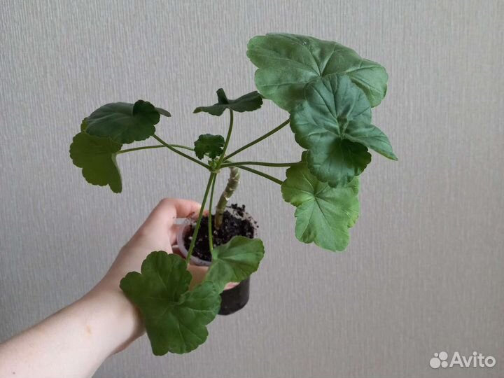 Пеларгония герань