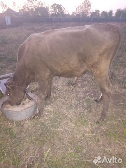 Телята бычки