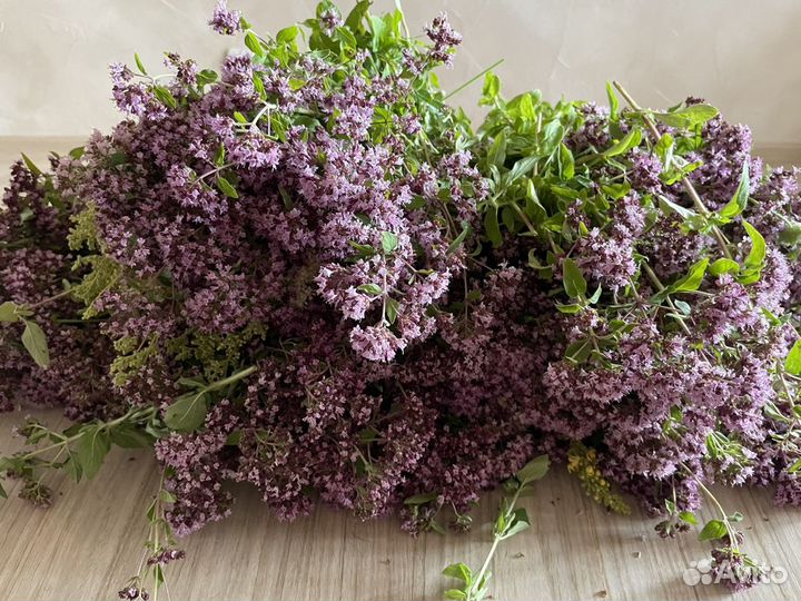 Трава душица сушеная