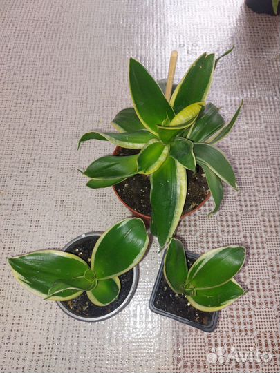 Комнатные цветы