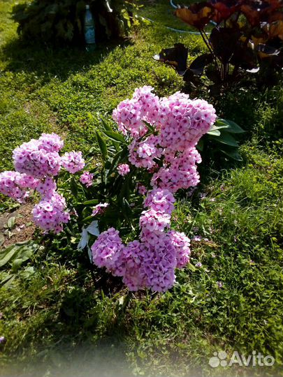 Запись на осень: Малина, смородина,крыжовник,цветы