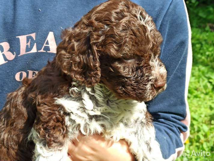 Щенок Лаготто Романьоло - Трюфельной собаки