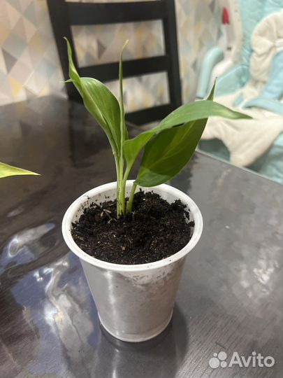 Спатифиллум женское счастье