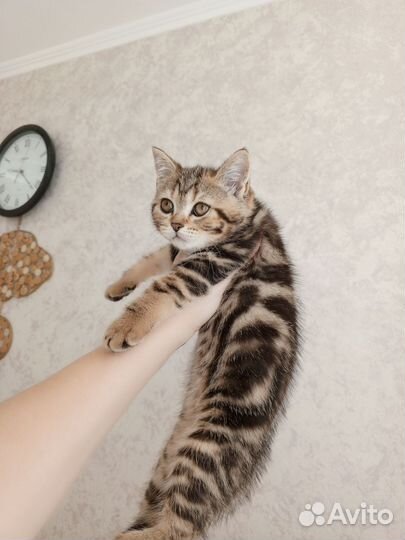 Шиншилята редких окрасов