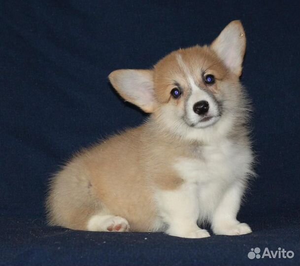 Продаю Вельш Корги Пемброк