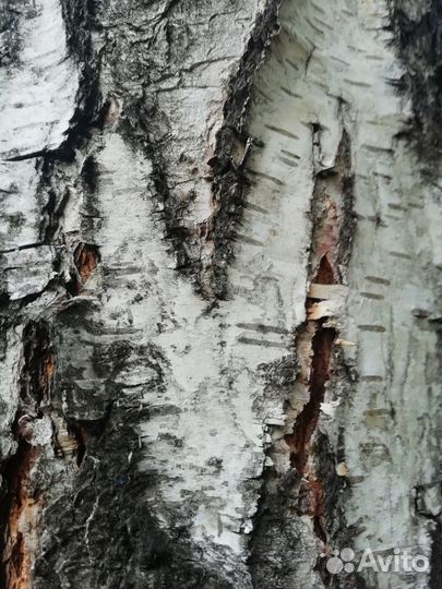 Березовая кора