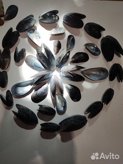 Раковины мидии