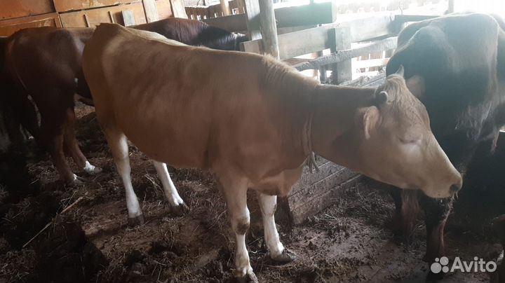 Продается корова