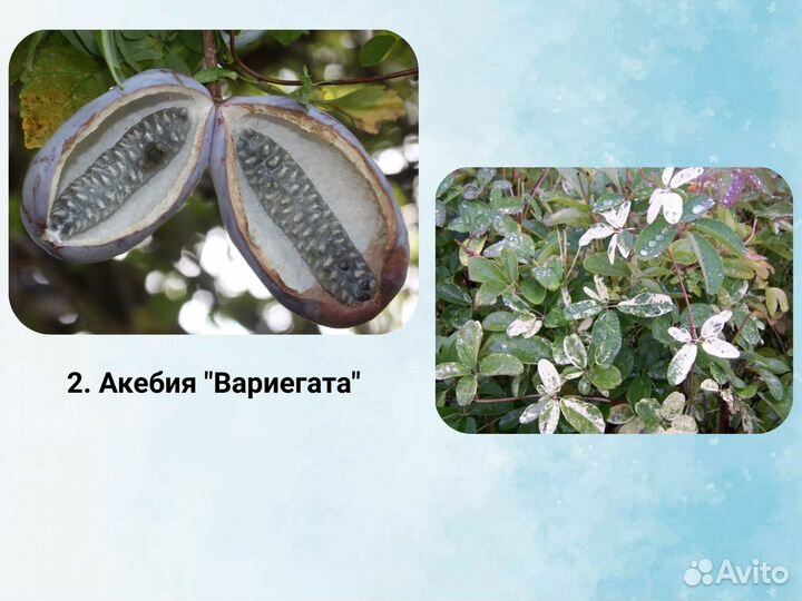 Акебия