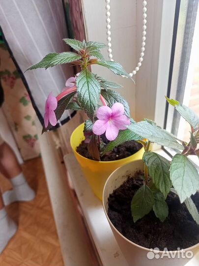 Комнатные растения