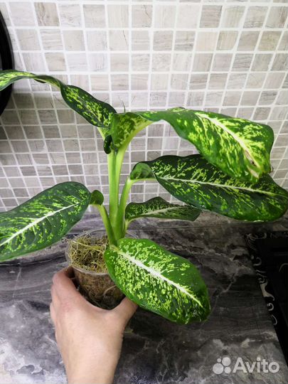 Диффенбахия