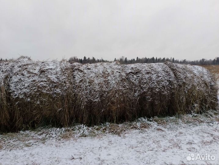 Продам сено в рулонах