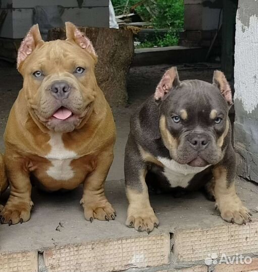 Американский булли