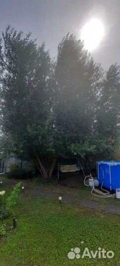 Ива шаровидная