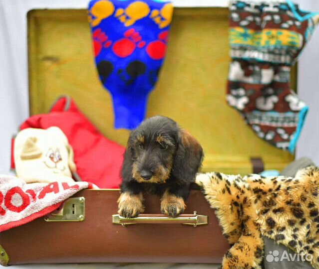 Таксенок-жестик