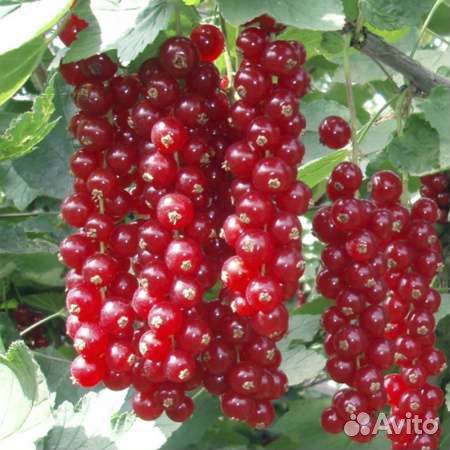 Смородина красная голландская