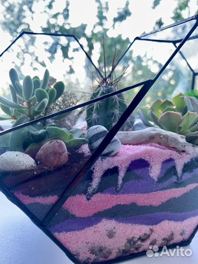 Флорариум суккуленты